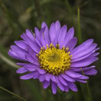 Aster des Alpes