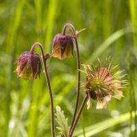 Benoite des ruisseaux