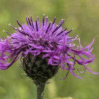 Centaurée alpestre
