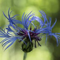 Centaurée de montagne