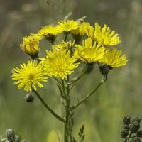 Crépide à feuille de pissenlit