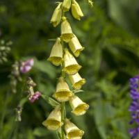 Digitale à grandes fleurs