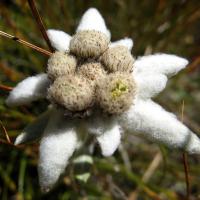 Edelweiss
