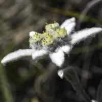 Edelweiss