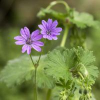 Géranium des Pyrénees