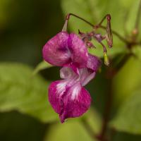 Impatiente glanduleuse