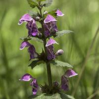 Lamier pourpre maculé