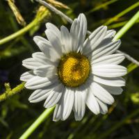 Marguerite