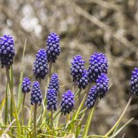 Muscari