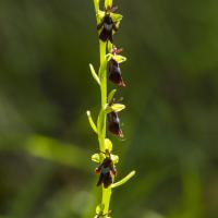 Orchis mouche
