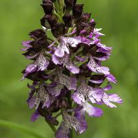 Orchis pourpre