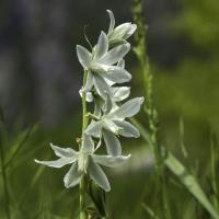 Ornithogale penchée