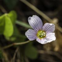 Oxalis des bois