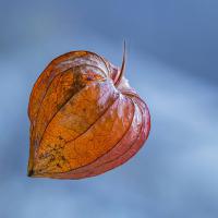 Physalis