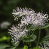 Pigamon à feuilles d'ancolie