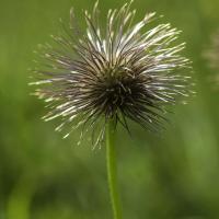 Pulsatille des Alpes