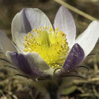 Pulsatille printanière