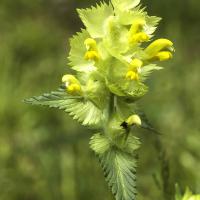 Rhinante à crête de coq
