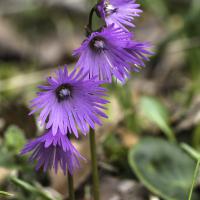 Soldanelle des Alpes