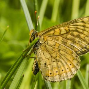 Damier de la sucisse