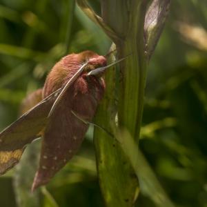 Grand sphinx de la vigne
