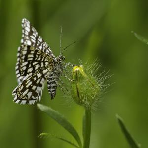 Géomètre à barreaux