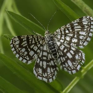 Géomètre à barreaux
