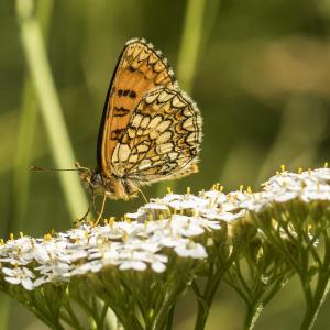 Mélitée du mélampyre