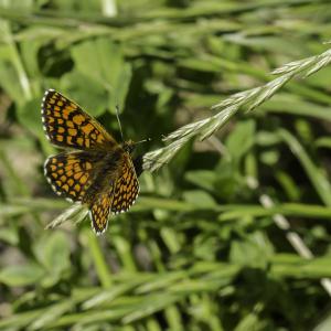 Mélitée du plantain
