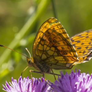 Nacré de la reine des prés