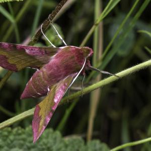 Petit sphinx de la vigne