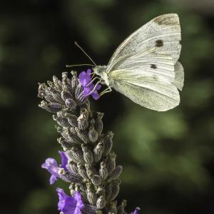 Piéride de l'ibéride