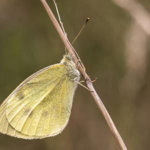 Piéride du chou