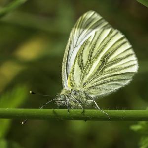 Piéride du navet
