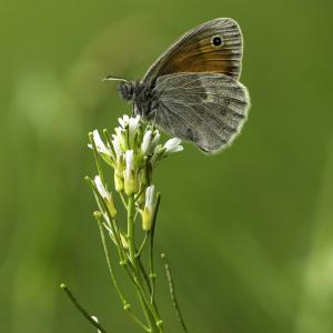 Procris ou fadet commun