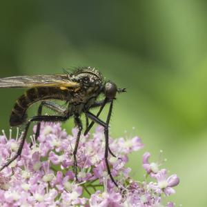 Diptère empidide empis sp