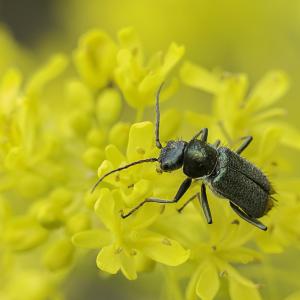 Malachie à 2 taches