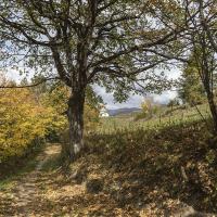 L'automne sur le sentier du Col aux Troix Croix (Télégraphe)