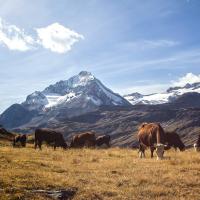 Les vaches dans le parc, mais celui de la Vanois svp