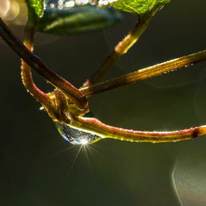 Bague de fiançailles