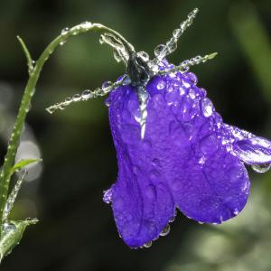 Décoration matinale