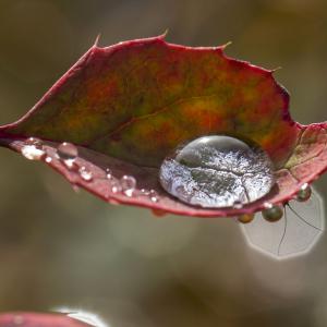 Abreuvoir à moustiques