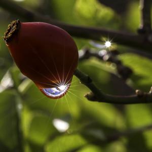 Laver les fruits avant dégustation